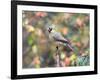 Northern Cardinal-Gary Carter-Framed Photographic Print