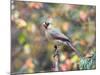 Northern Cardinal-Gary Carter-Mounted Photographic Print