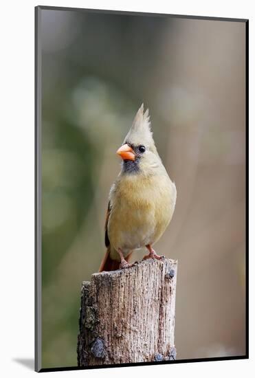 Northern Cardinal-Gary Carter-Mounted Photographic Print