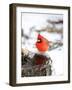 Northern Cardinal-Gary Carter-Framed Photographic Print