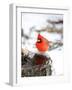 Northern Cardinal-Gary Carter-Framed Photographic Print