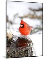 Northern Cardinal-Gary Carter-Mounted Photographic Print