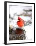 Northern Cardinal-Gary Carter-Framed Photographic Print