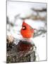 Northern Cardinal-Gary Carter-Mounted Photographic Print