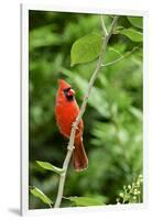 Northern Cardinal-Gary Carter-Framed Photographic Print