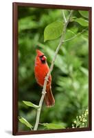 Northern Cardinal-Gary Carter-Framed Photographic Print