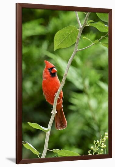 Northern Cardinal-Gary Carter-Framed Photographic Print