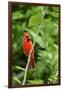 Northern Cardinal-Gary Carter-Framed Photographic Print