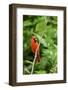 Northern Cardinal-Gary Carter-Framed Photographic Print