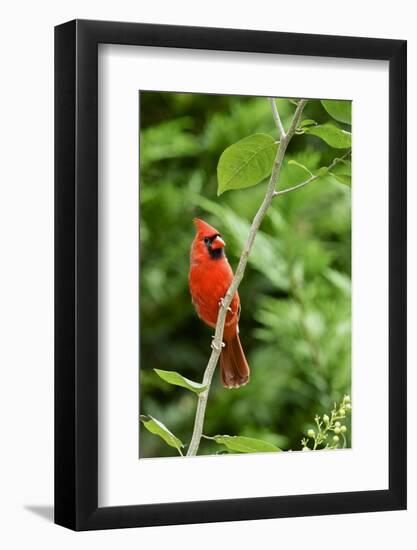 Northern Cardinal-Gary Carter-Framed Photographic Print