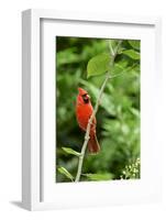 Northern Cardinal-Gary Carter-Framed Photographic Print