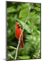 Northern Cardinal-Gary Carter-Mounted Photographic Print