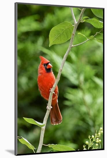 Northern Cardinal-Gary Carter-Mounted Photographic Print