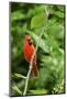 Northern Cardinal-Gary Carter-Mounted Photographic Print