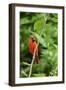 Northern Cardinal-Gary Carter-Framed Photographic Print