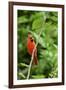 Northern Cardinal-Gary Carter-Framed Photographic Print