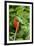 Northern Cardinal-Gary Carter-Framed Photographic Print