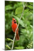 Northern Cardinal-Gary Carter-Mounted Photographic Print