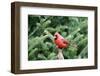 Northern Cardinal-Gary Carter-Framed Photographic Print