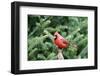 Northern Cardinal-Gary Carter-Framed Photographic Print