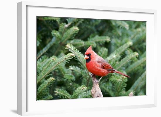 Northern Cardinal-Gary Carter-Framed Photographic Print