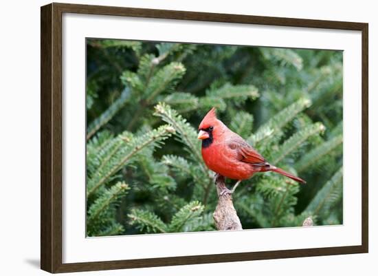 Northern Cardinal-Gary Carter-Framed Photographic Print