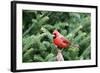 Northern Cardinal-Gary Carter-Framed Photographic Print