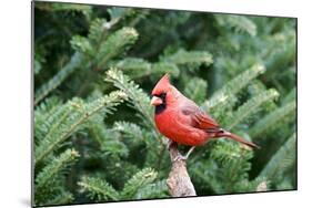 Northern Cardinal-Gary Carter-Mounted Photographic Print