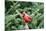 Northern Cardinal-Gary Carter-Mounted Photographic Print