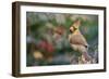 Northern Cardinal-Gary Carter-Framed Photographic Print