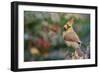 Northern Cardinal-Gary Carter-Framed Photographic Print