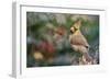 Northern Cardinal-Gary Carter-Framed Photographic Print