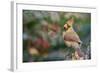 Northern Cardinal-Gary Carter-Framed Photographic Print