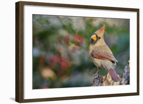 Northern Cardinal-Gary Carter-Framed Photographic Print