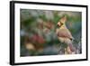 Northern Cardinal-Gary Carter-Framed Photographic Print