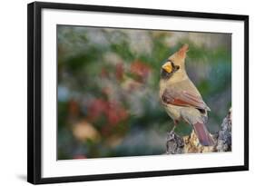 Northern Cardinal-Gary Carter-Framed Photographic Print