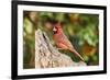 Northern Cardinal-Gary Carter-Framed Photographic Print