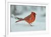 Northern Cardinal-Gary Carter-Framed Photographic Print