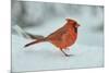 Northern Cardinal-Gary Carter-Mounted Photographic Print