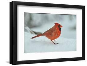 Northern Cardinal-Gary Carter-Framed Photographic Print