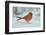 Northern Cardinal-Gary Carter-Framed Photographic Print