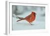 Northern Cardinal-Gary Carter-Framed Photographic Print