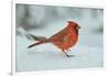 Northern Cardinal-Gary Carter-Framed Photographic Print