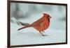 Northern Cardinal-Gary Carter-Framed Photographic Print