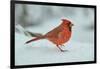 Northern Cardinal-Gary Carter-Framed Photographic Print