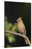 Northern Cardinal-Gary Carter-Stretched Canvas