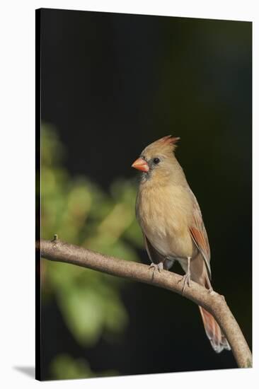 Northern Cardinal-Gary Carter-Stretched Canvas