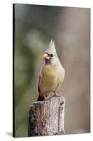 Northern Cardinal-Gary Carter-Stretched Canvas