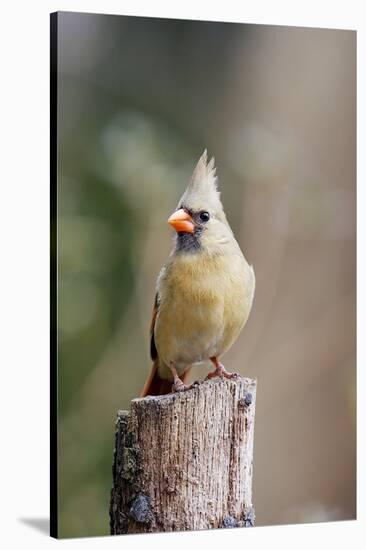 Northern Cardinal-Gary Carter-Stretched Canvas