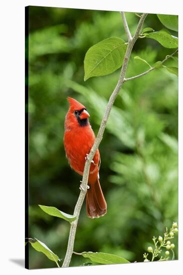 Northern Cardinal-Gary Carter-Stretched Canvas